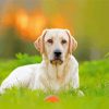 Cute White Labrador Diamond Painting