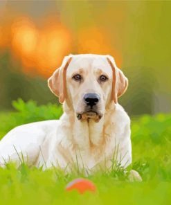 Cute White Labrador Diamond Painting