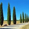 Cypress Trees Plants Diamond Painting