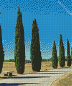 Cypress Trees Plants Diamond Painting