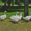 Five Geese In The Garden Diamond Painting