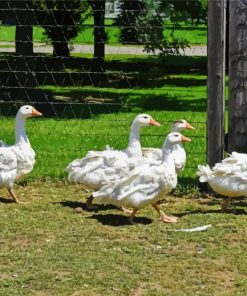 Five Geese In The Garden Diamond Painting