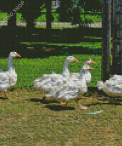 Five Geese In The Garden Diamond Painting