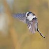 Flying Long Tailed Tit Diamond Paintings