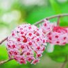 Hoya Plants Diamond Paintings