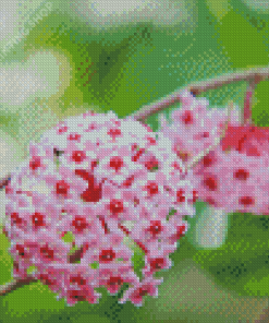 Hoya Plants Diamond Paintings