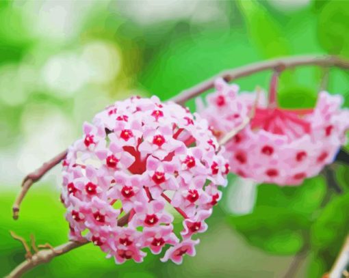 Hoya Plants Diamond Paintings