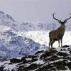 Mountain Deer In Snow Diamond Paintings