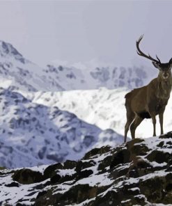 Mountain Deer In Snow Diamond Paintings