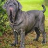 Neapolitan Mastiff Pet Diamond Paintings