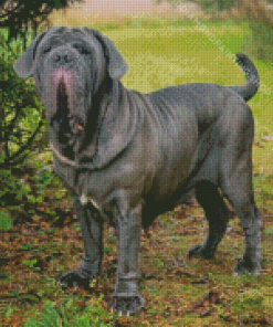 Neapolitan Mastiff Pet Diamond Paintings