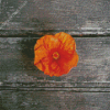 Orange Hibiscus Flower Diamond Paintings