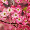 Pink Dogwoods Flowers Diamond Paintings