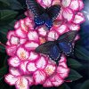 Pink Flowers With Butterflies Diamond Paintings