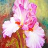 Pink Iris Flower Diamond Paintings