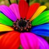 Rainbow Colorful Daisy Diamond Paintings