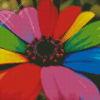 Rainbow Colorful Daisy Diamond Paintings