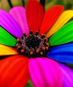 Rainbow Colorful Daisy Diamond Paintings