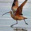 Strand Billed Bird Diamond Paintings