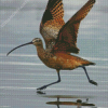 Strand Billed Bird Diamond Paintings