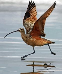 Strand Billed Bird Diamond Paintings