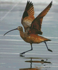 Strand Billed Bird Diamond Paintings