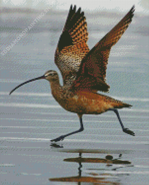 Strand Billed Bird Diamond Paintings