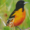 Wild Orioles Bird Diamond Paintings