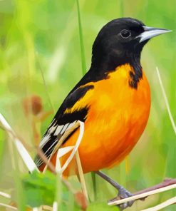 Wild Orioles Bird Diamond Paintings