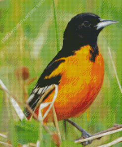 Wild Orioles Bird Diamond Paintings