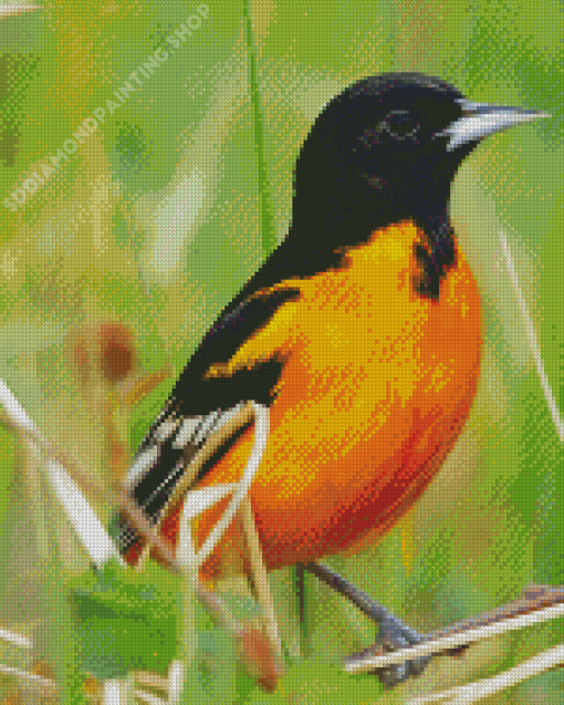 Wild Orioles Bird Diamond Paintings