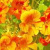 Yellow Nasturtium Flowers Diamond Paintings