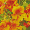 Yellow Nasturtium Flowers Diamond Paintings