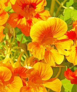 Yellow Nasturtium Flowers Diamond Paintings