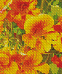 Yellow Nasturtium Flowers Diamond Paintings