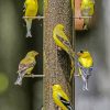 Yellow Finch Bird Diamond Paintings