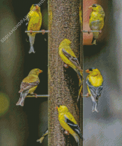 Yellow Finch Bird Diamond Paintings