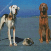 Homeward Bound Animals Characters Diamond Painting