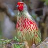 Blood Pheasant Bird Diamond Painting