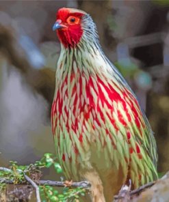 Blood Pheasant Bird Diamond Painting