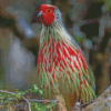 Blood Pheasant Bird Diamond Painting