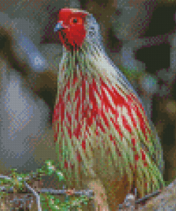 Blood Pheasant Bird Diamond Painting