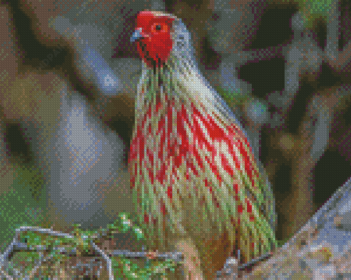 Blood Pheasant Bird Diamond Painting