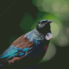 Close Up Tui Bird Diamond Painting