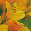 Yellow Alstroemeria Flower Diamond Painting