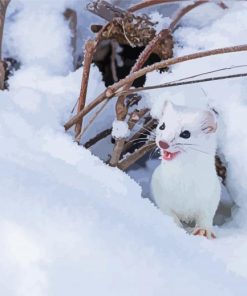 Ermine In Snow Diamond Painting