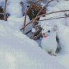 Ermine In Snow Diamond Painting