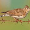 Eurasian Skylark Bird Diamond Painting