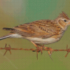 Eurasian Skylark Bird Diamond Painting