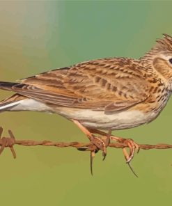 Eurasian Skylark Bird Diamond Painting